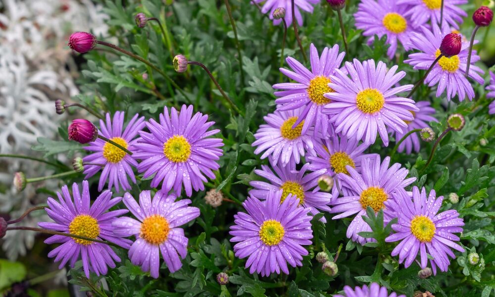 Brachyscome Dark Purple Flower Seeds