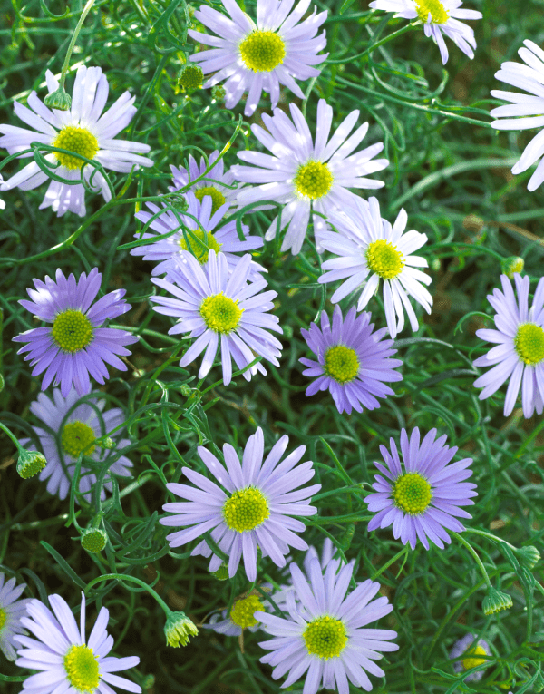 Brachyscome White Queen Flower Seeds - Cultivation Type: Organic