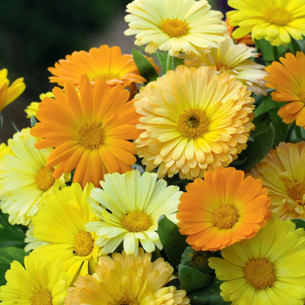 Calendula Fiesta Gitana Double Mix Flower Seeds - Admixture (%): 1%