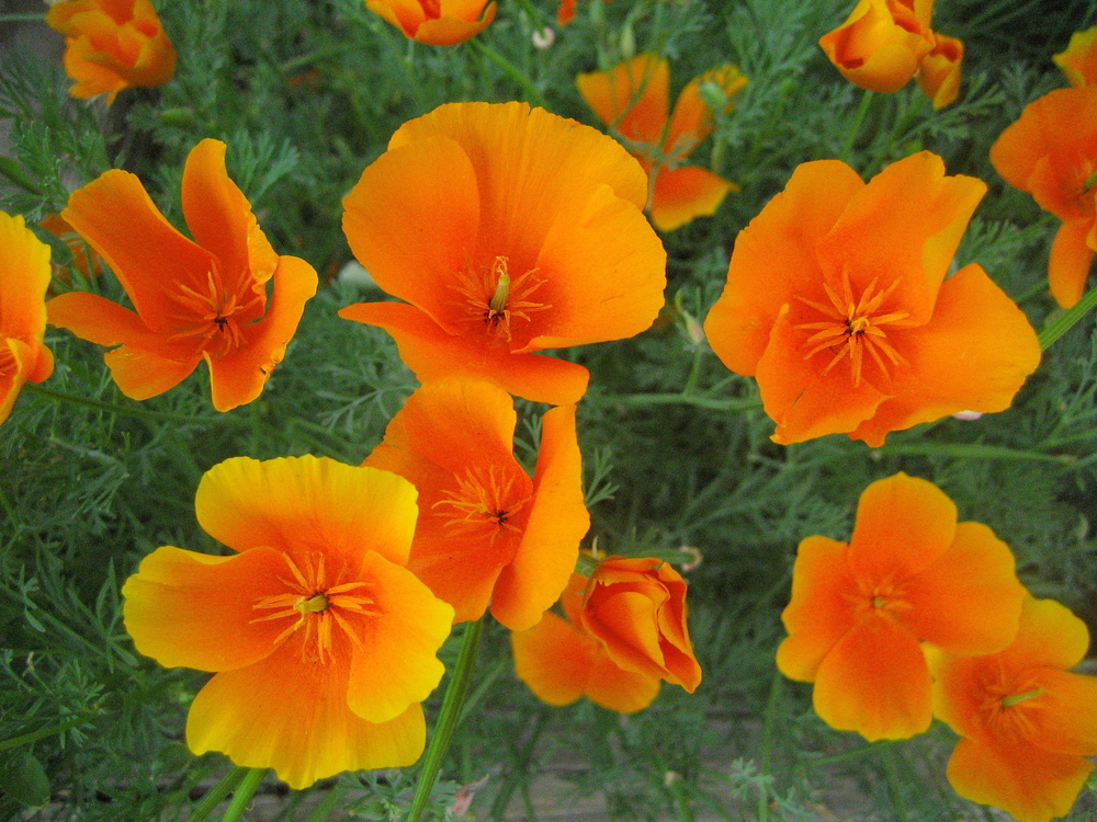 California Poppy Eschscholzia Flower Seeds - Color: Orange