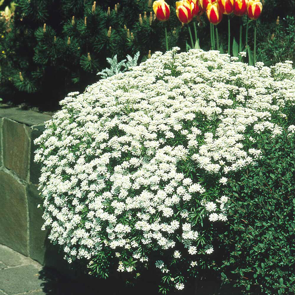 Candytuft Iberis White Flower Seeds