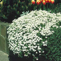 Candytuft Iberis White Flower Seeds - Color: W