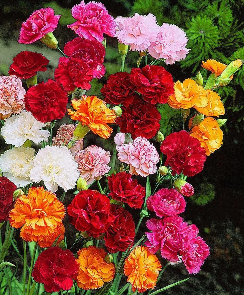Carnation Mix Flower Seeds - Color: Multicolor