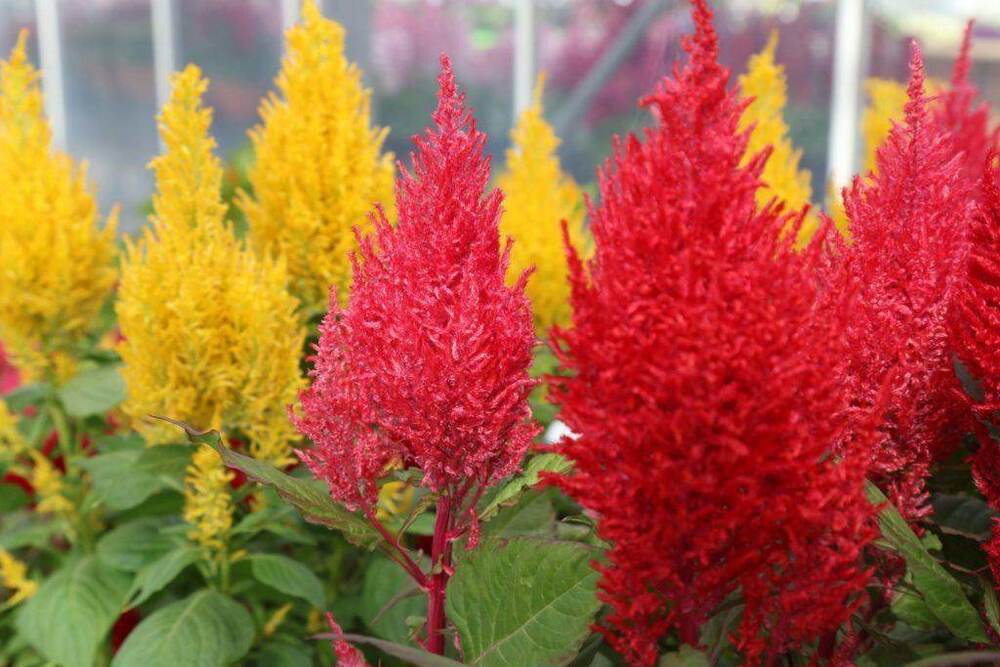 Celosia Plumosa Mix Flower Seeds