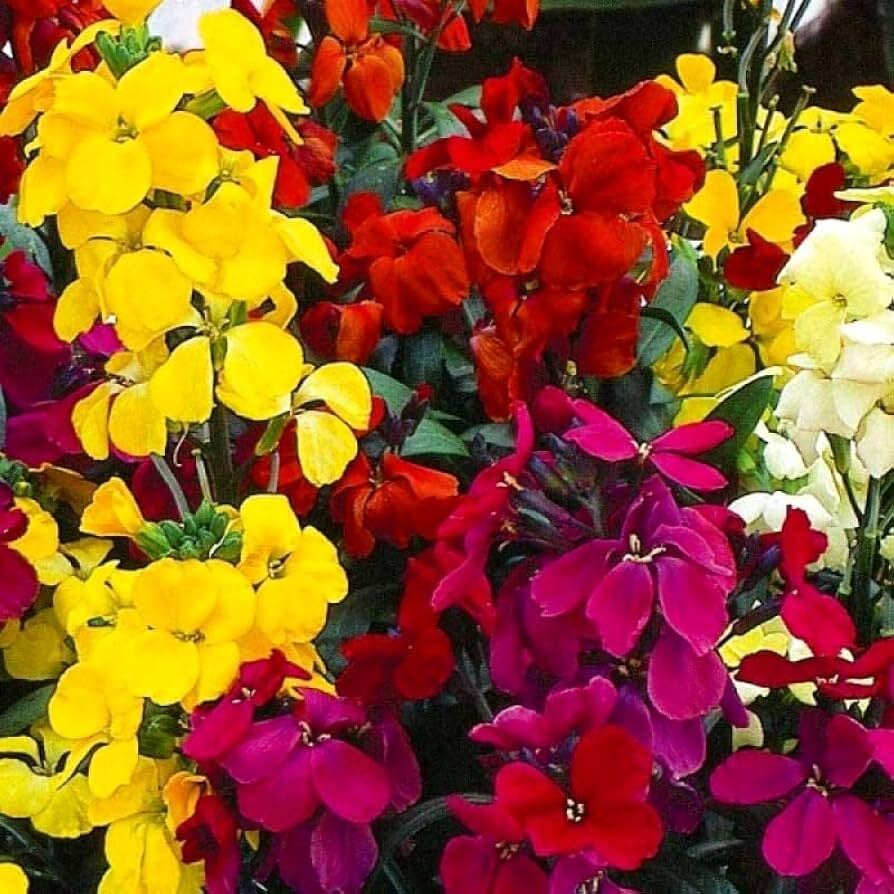 Cheiranthus Cheiri Mix Flower Seeds - Color: Multicolor