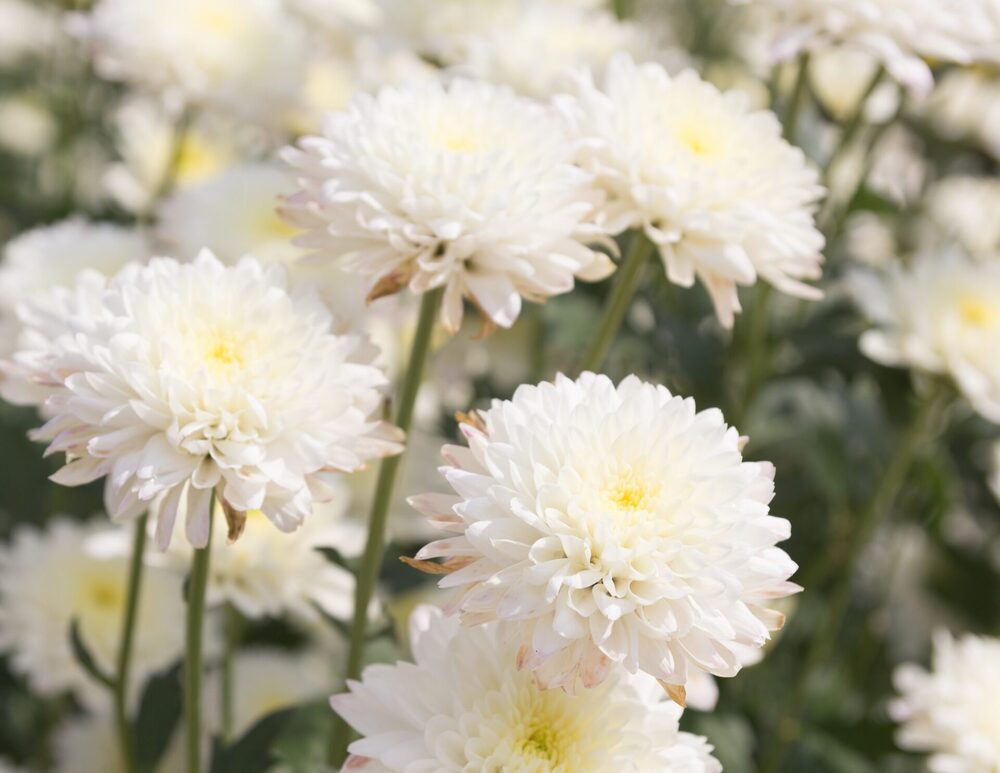 Chrysanthemum White Flower Seeds