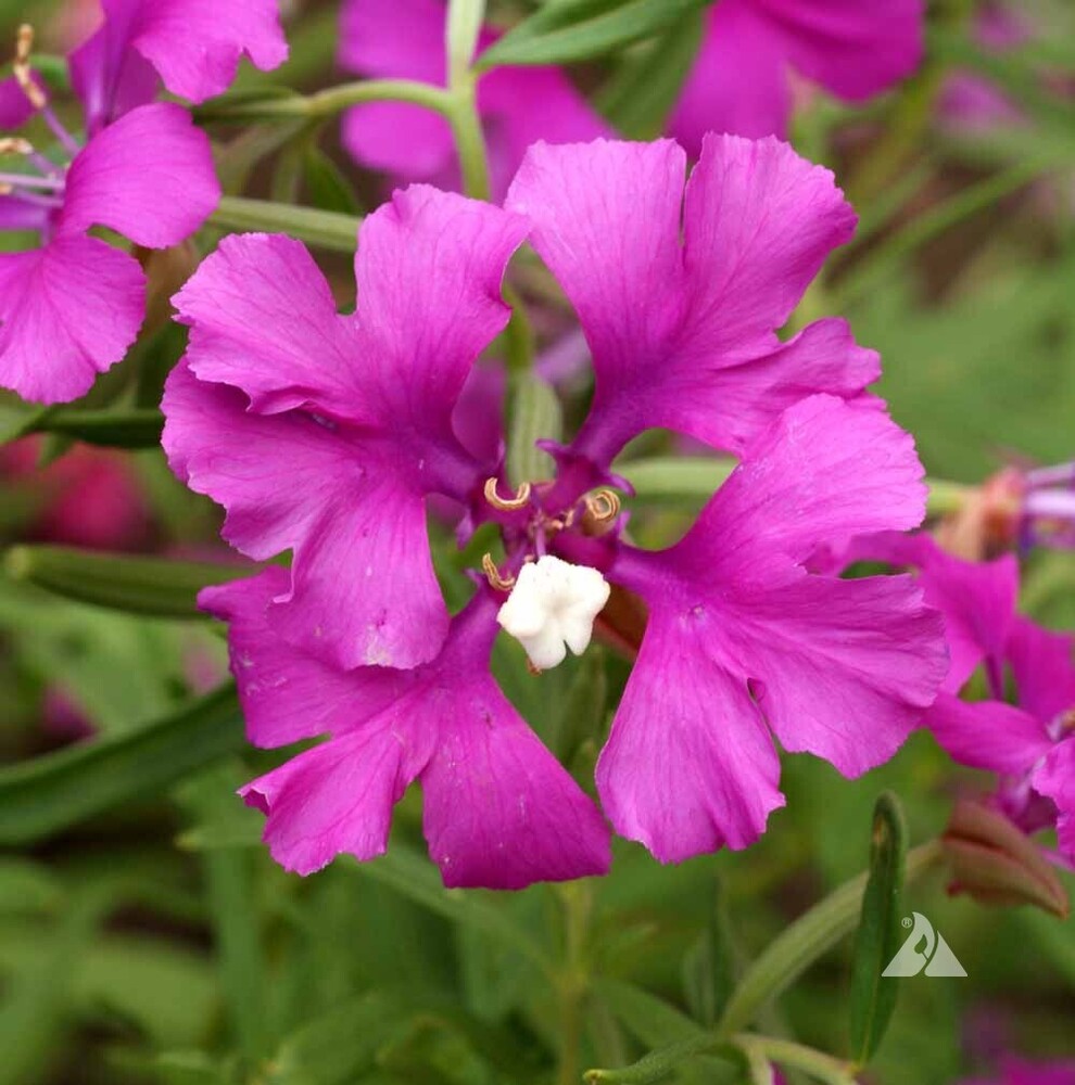 Clarkia Pulchella Flower Seeds - Color: Black