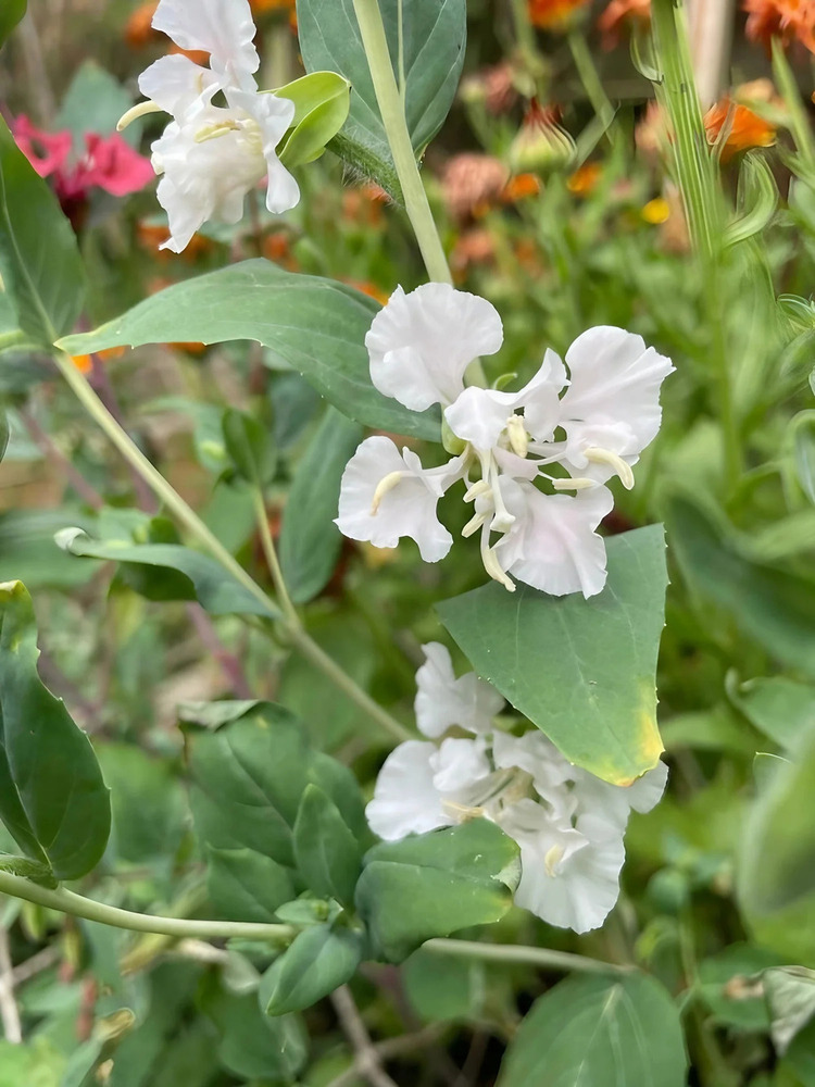 Clarkia Unguiculata Double White Flower Seeds - Cultivation Type: Organic
