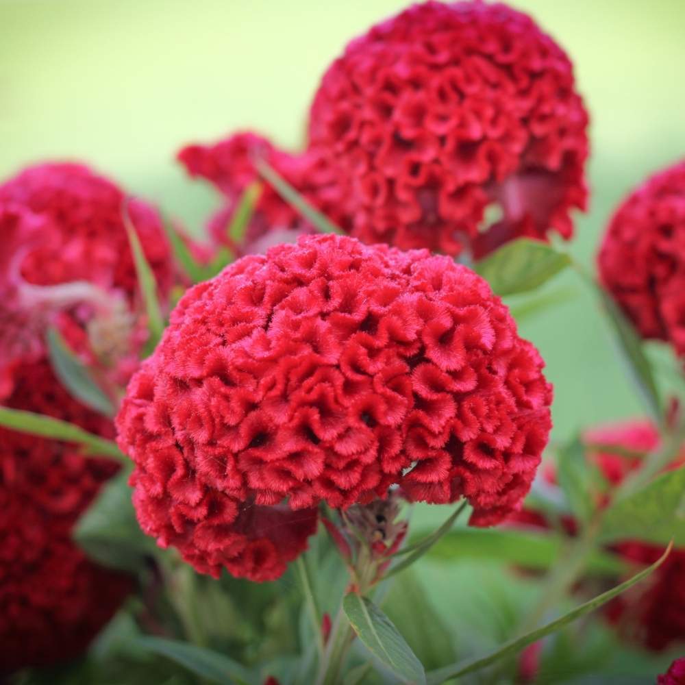 Cockscomb Flower Seeds