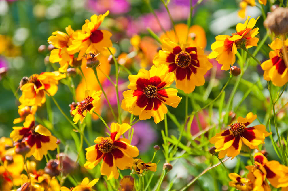Coreopsis Mayfieldbeauty Flower Seeds