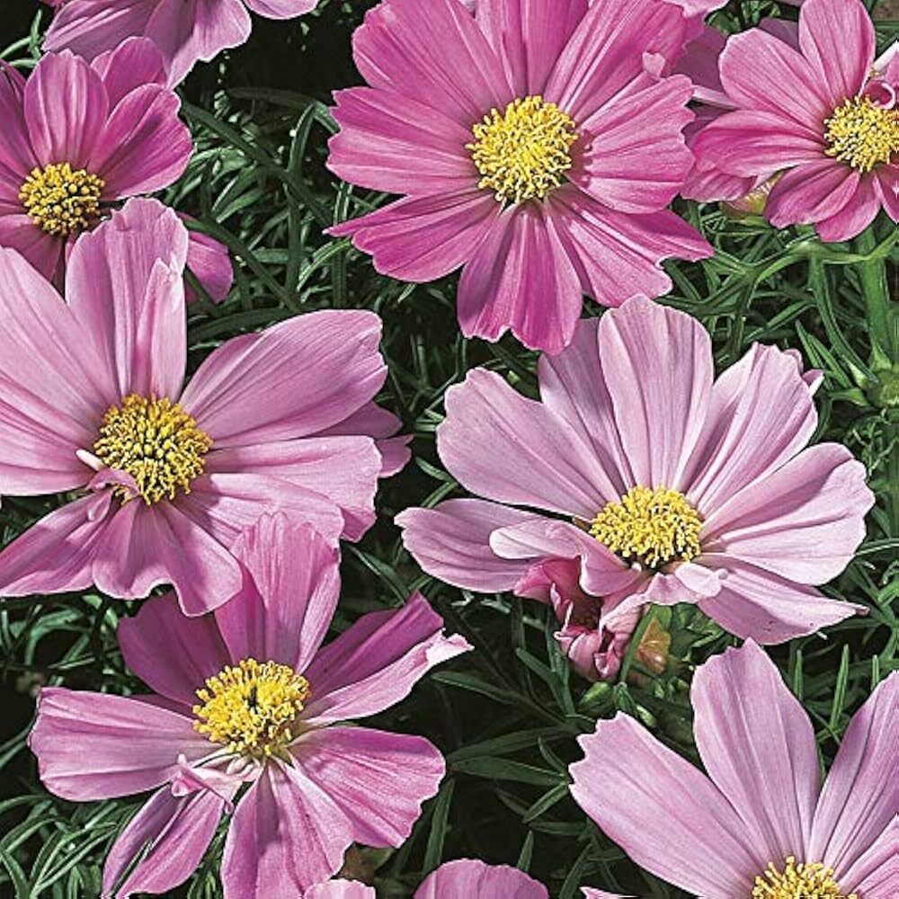 Cosmos Pink Sensation Flower Seeds