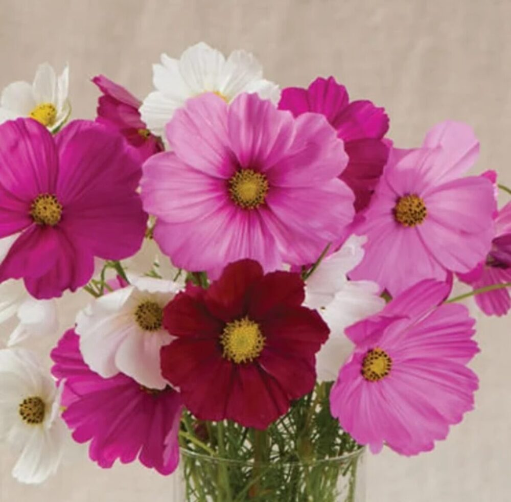 Cosmos Sensation Mix Flower Seeds - Color: Natural