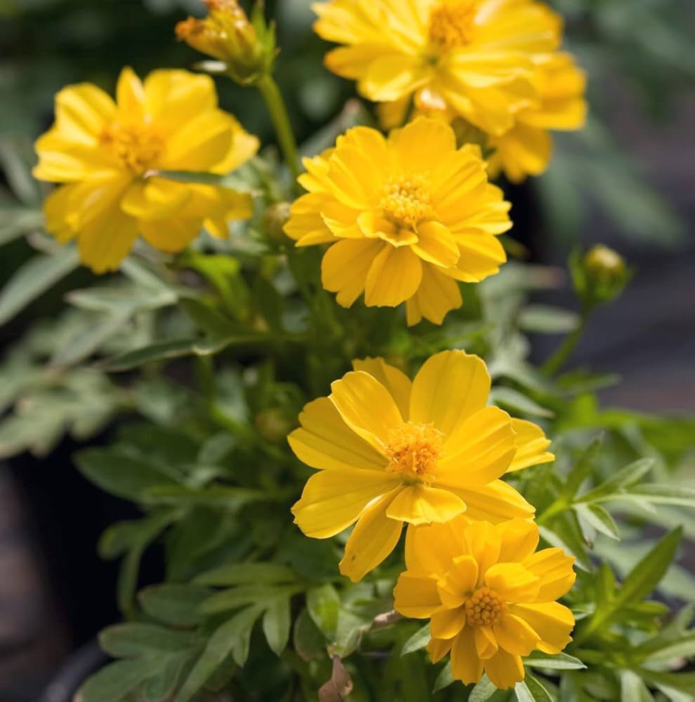 Cosmos Yellow Flower Seeds