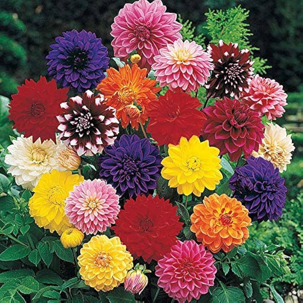Dahlia Top Star Mix Flower Seeds