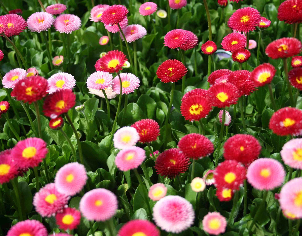 Daisy Double Red Flower Seeds - Cultivation Type: Organic