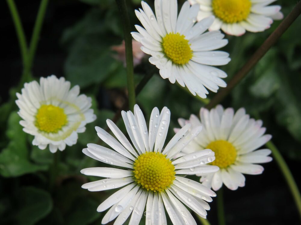 Daisy Single White Flower Seeds