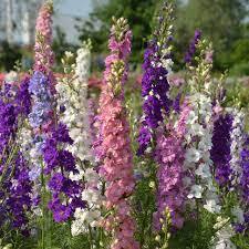 Delphinium Imperial Mix Flower Seeds