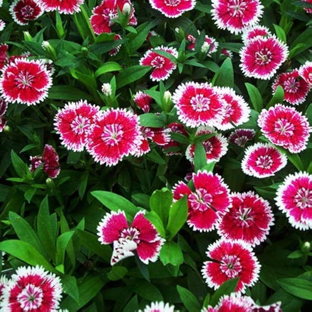 Dianthus Baby Doll Mix Flower Seeds - Color: Multicolor