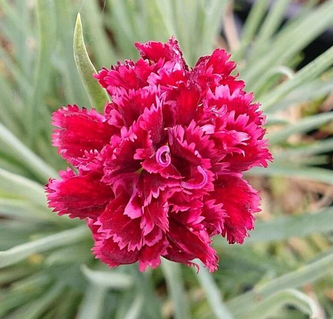 Dianthus Double Red Flower Seeds