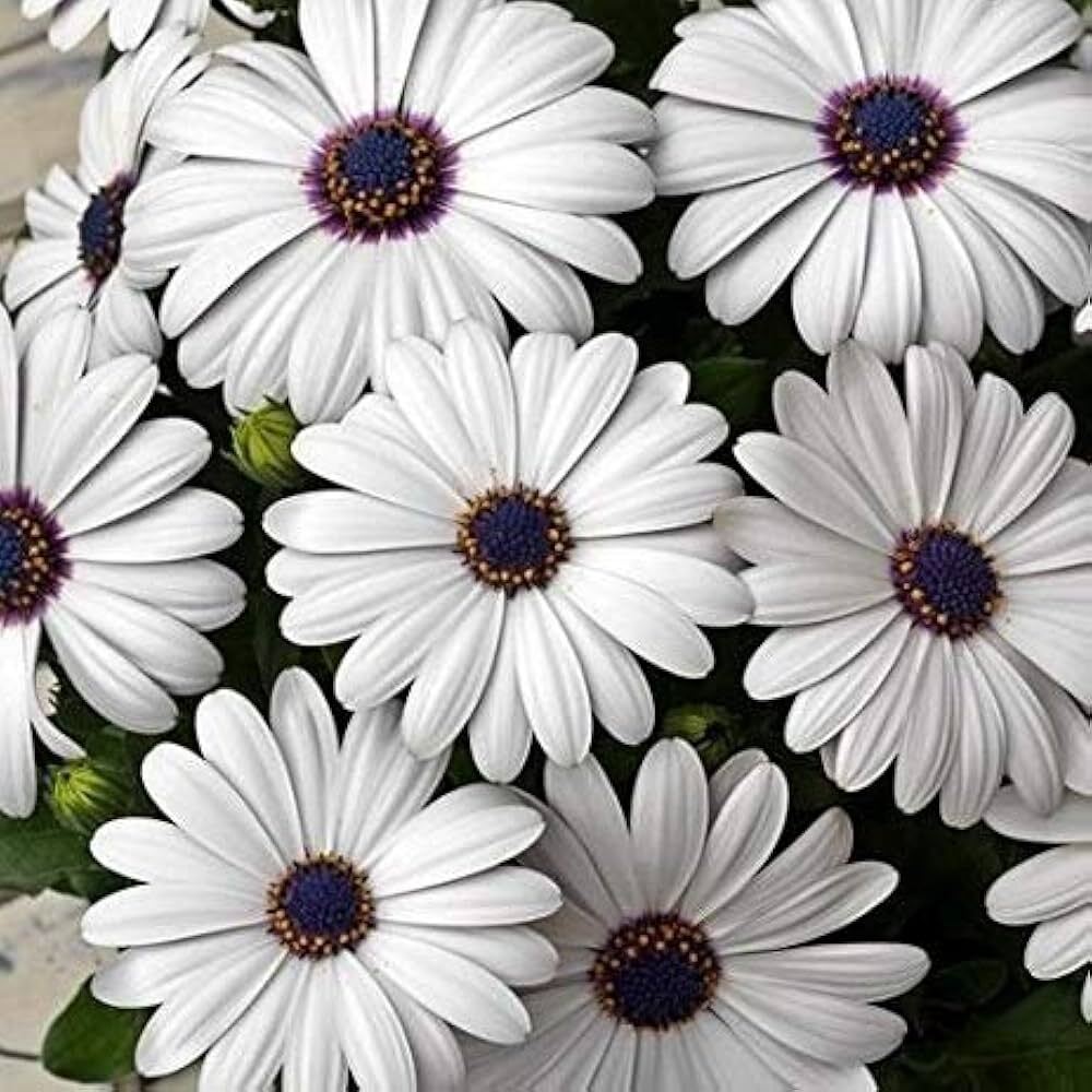 Dimorphotheca White Flower Seeds