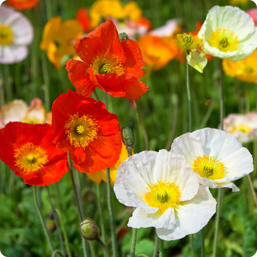Double Poppy Iceland Mix Flower Seeds