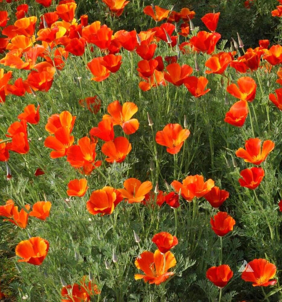 Eschscholzia Orange Flower Seeds - Cultivation Type: Organic