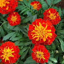 French Marigold Scarlet Red Flower Seeds - Cultivation Type: Organic