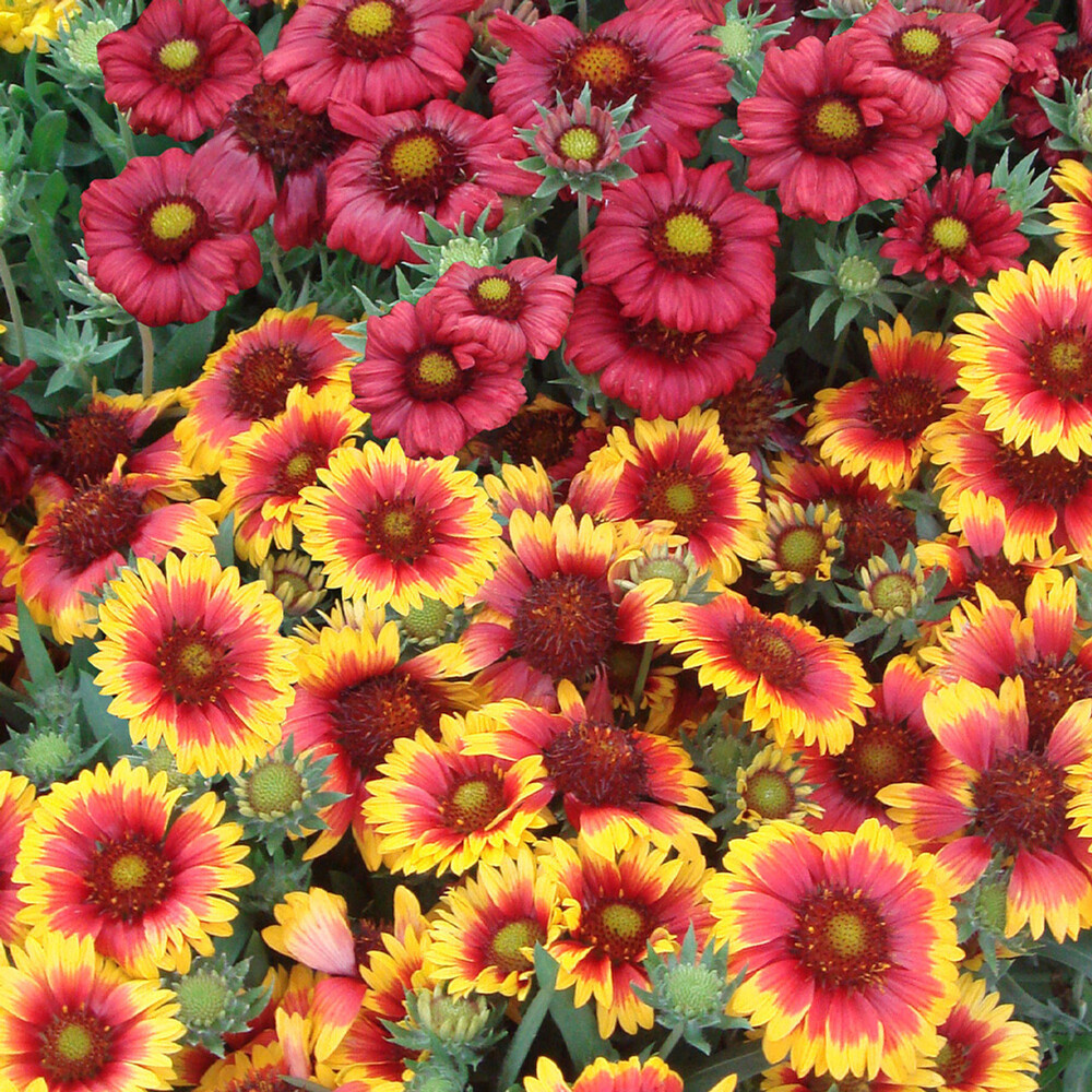 Gaillardia Aristata Mix Flower Seeds - Color: Red