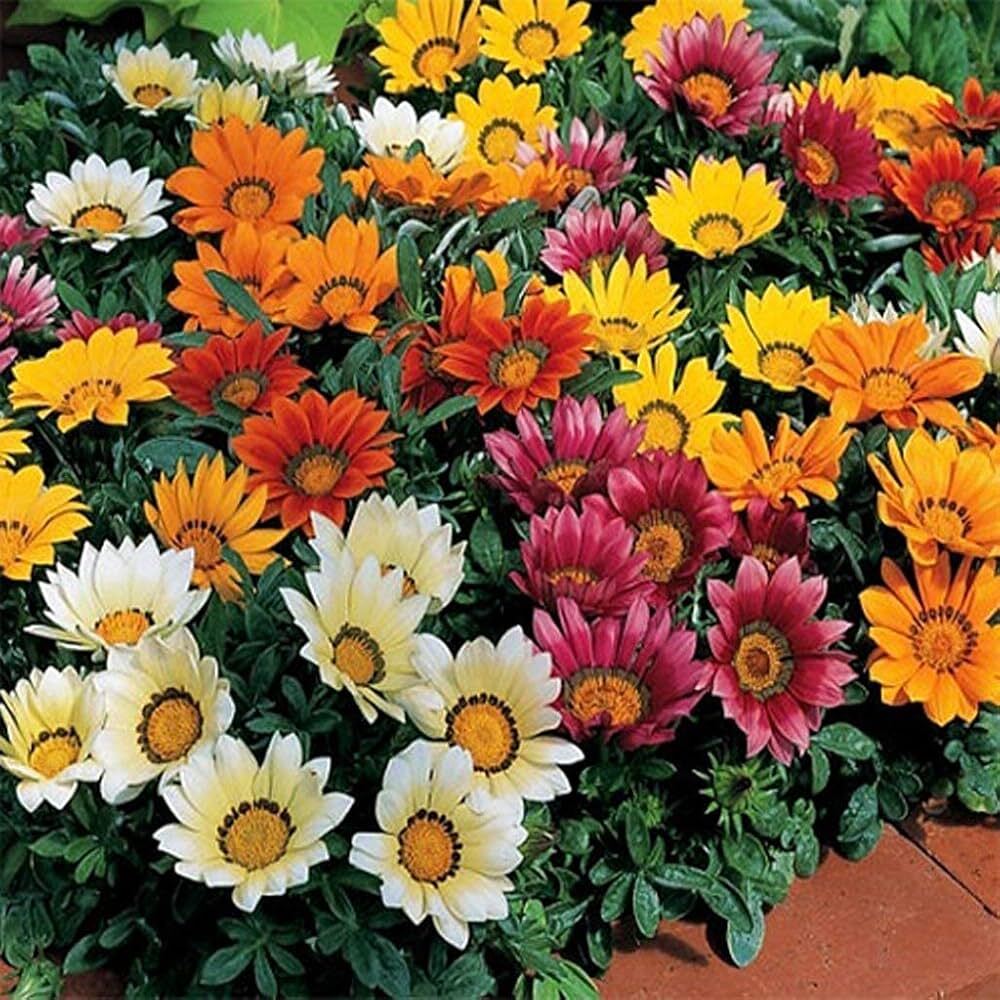 Gazania Mix Flower Seeds - Color: Multicolor