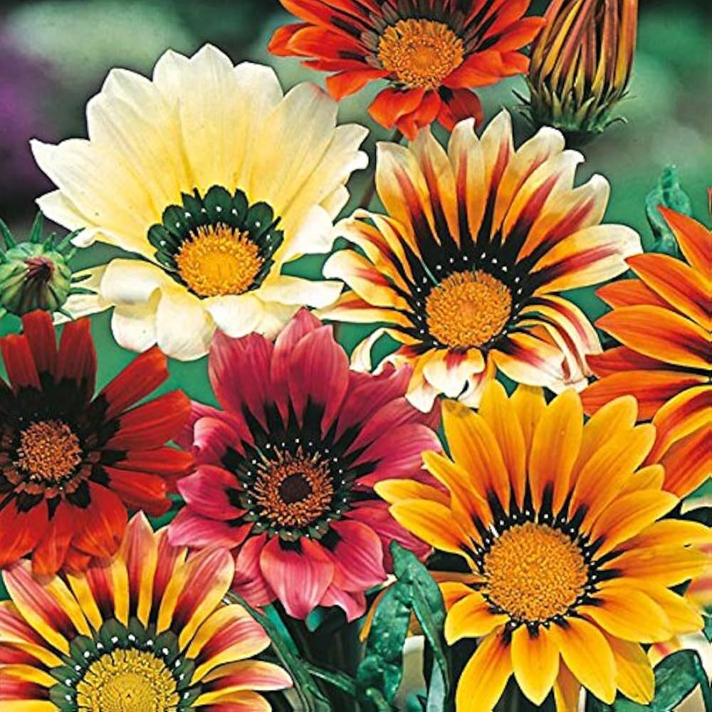 Gazania Splendens Sunshine Mix Flower Seeds - Color: Natural