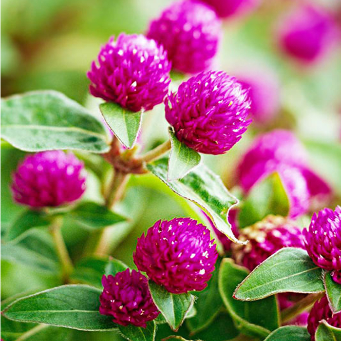 Gomphrena Pink Flower Seeds - Cultivation Type: Organic