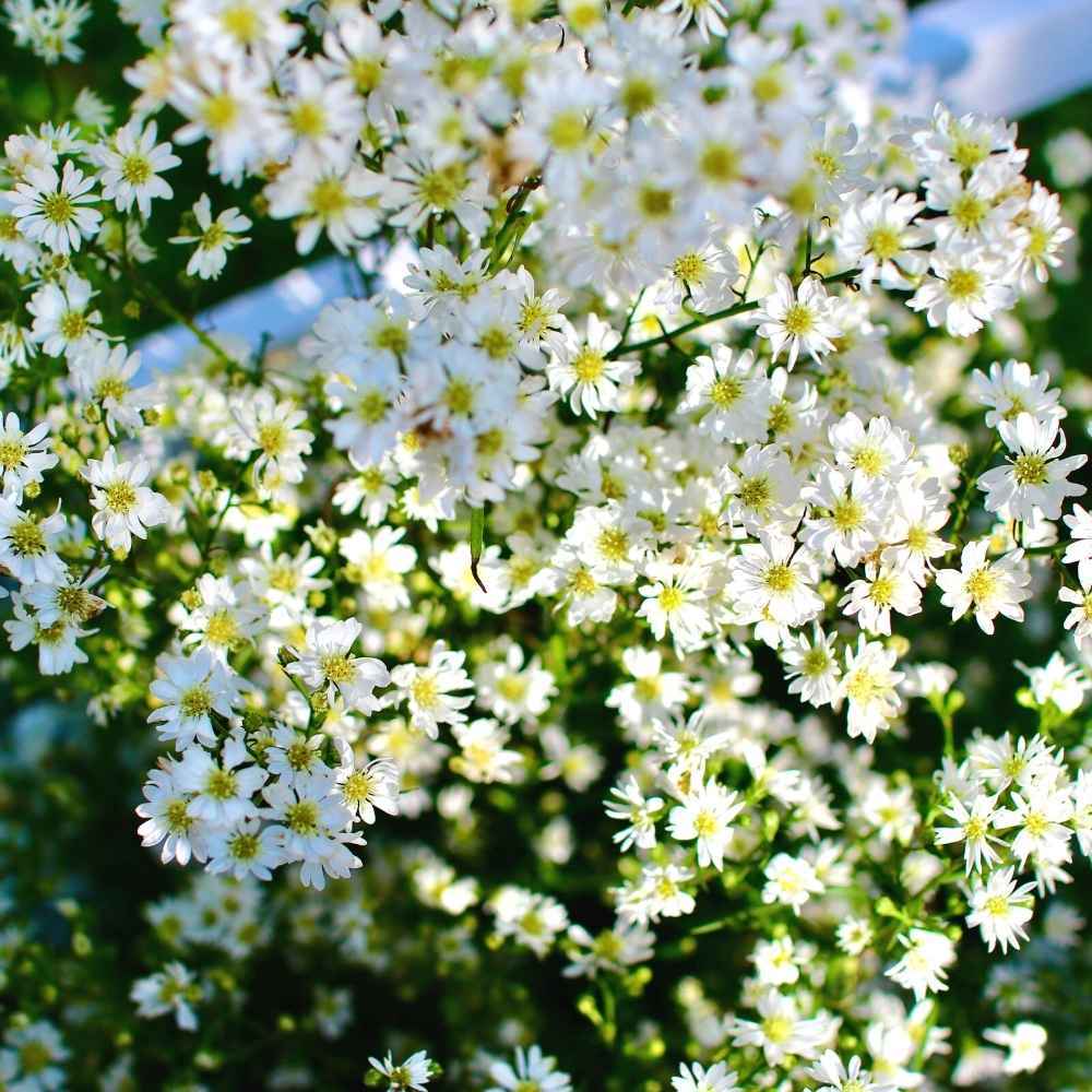 Gypsophila White Flower Seeds
