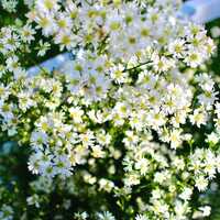 Gypsophila White Flower Seeds - Cultivation Type: Organic
