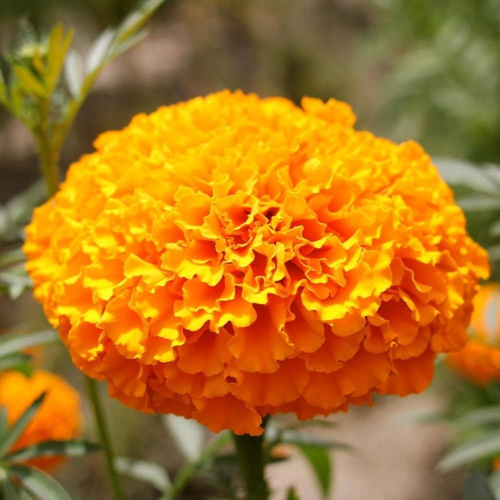 Hawaii Double Orange Flower Seeds