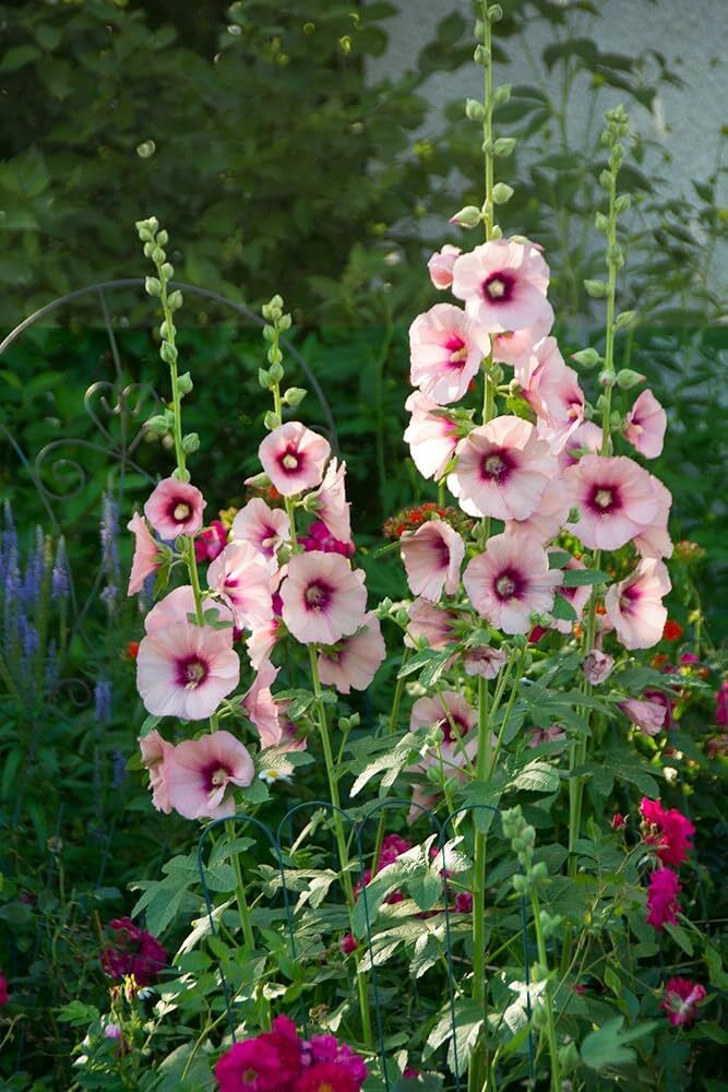 Hollyhock Tall Flower Seeds