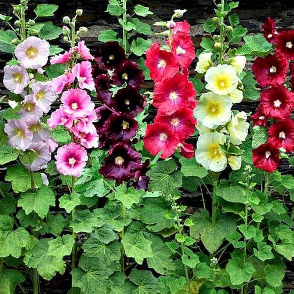 Hollyhocks Dwarf Flower Seeds - Color: Multicolor