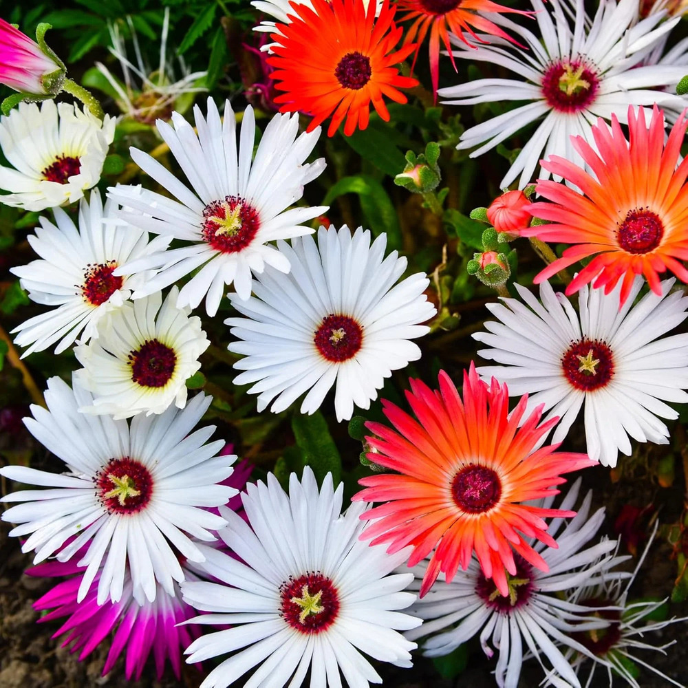 Ice Plant Mesembryanthemum Havens Mix Flower Seeds