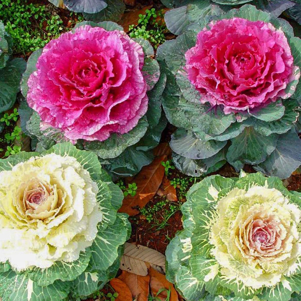 Kale Ornamental Flower Seeds