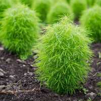 Kochia Bush Fire Flower Seeds - Color: Green