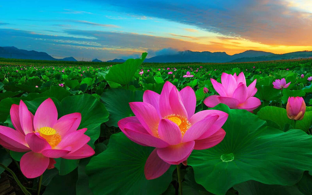 Lotus Vietnam Flower Seeds