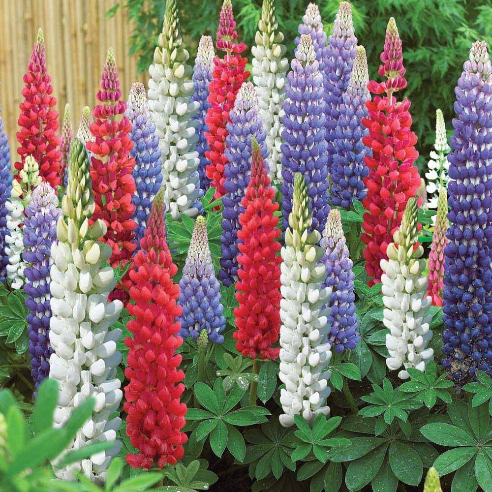 Lupin Pixie Dwarf Mix Flower Seeds - Color: Multicolor