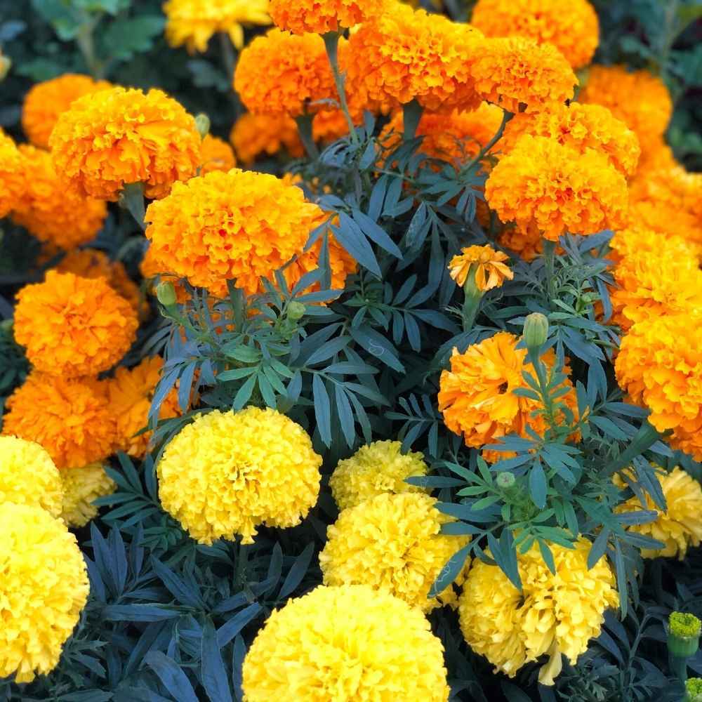 Marigold Mix Flower Seeds - Color: Orange