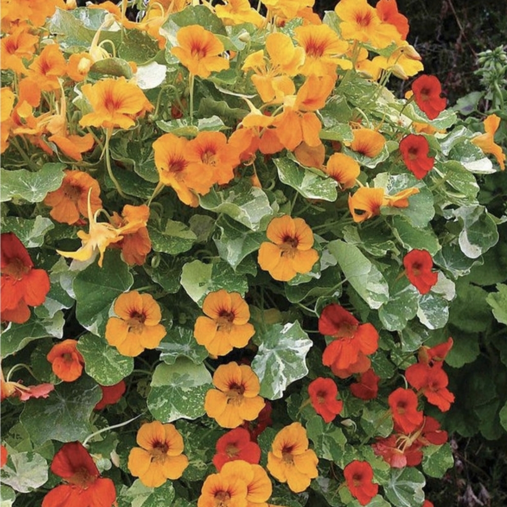 Nasturtium Alaska Mix Flower Seeds