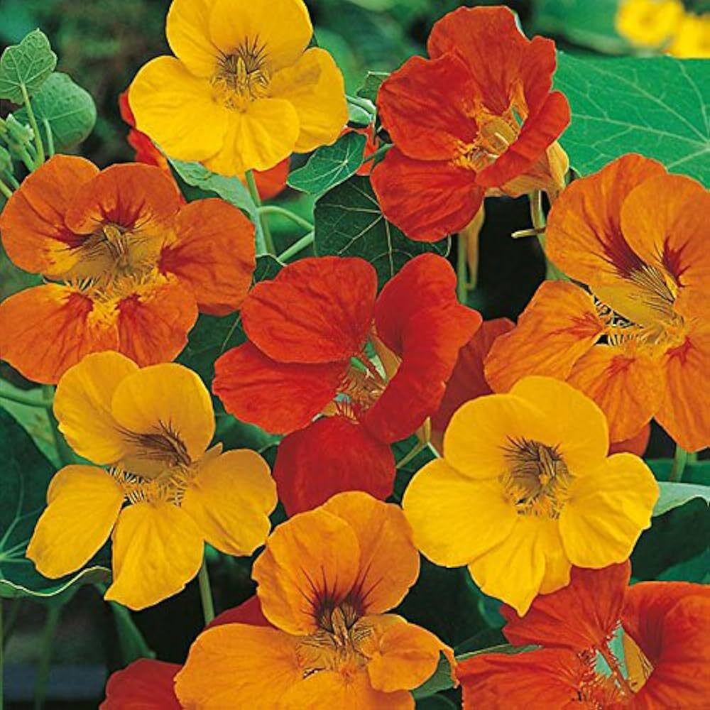 Nasturtium Tom Thumb Flower Seeds