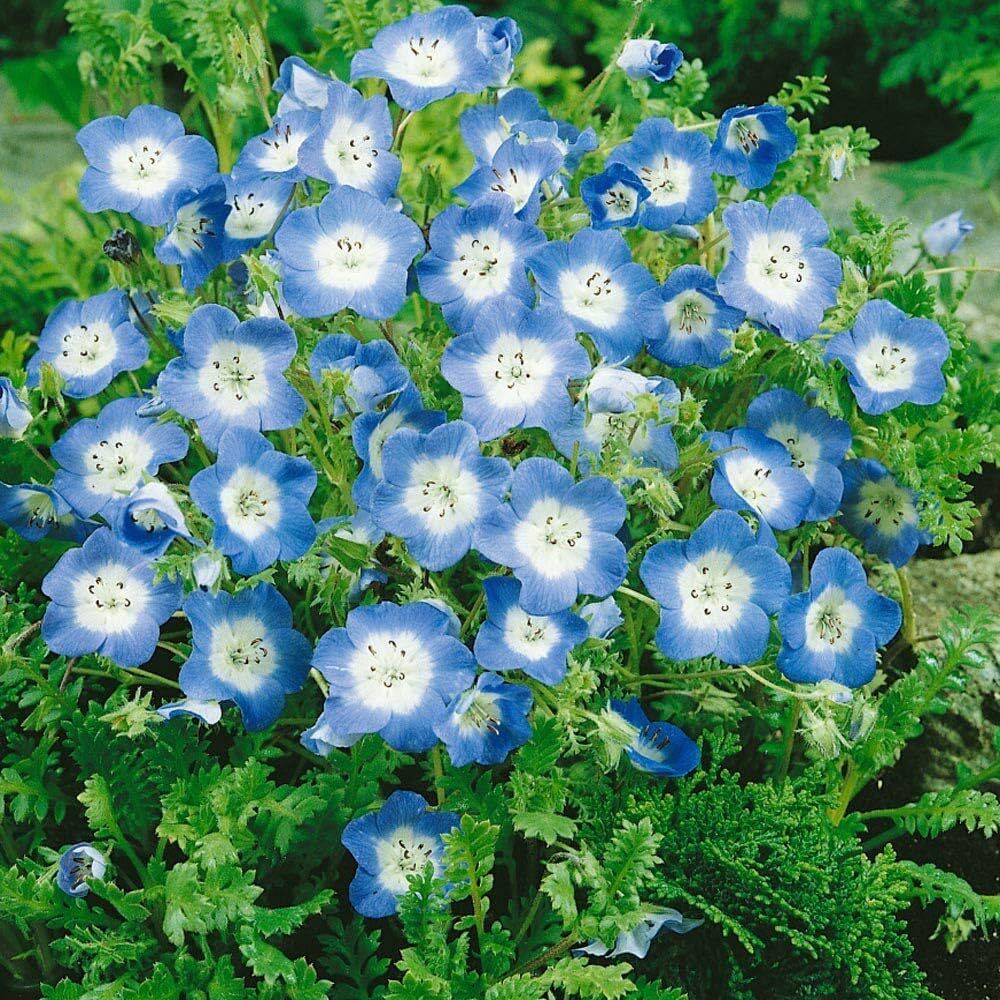 Nemophila Blue Flower Seeds - Cultivation Type: Organic
