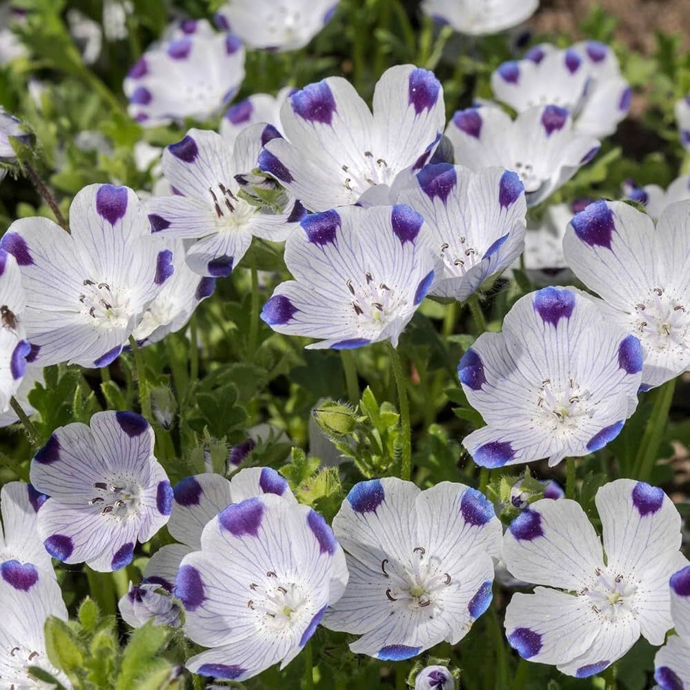 Nemophila Five Spot Flower Seeds