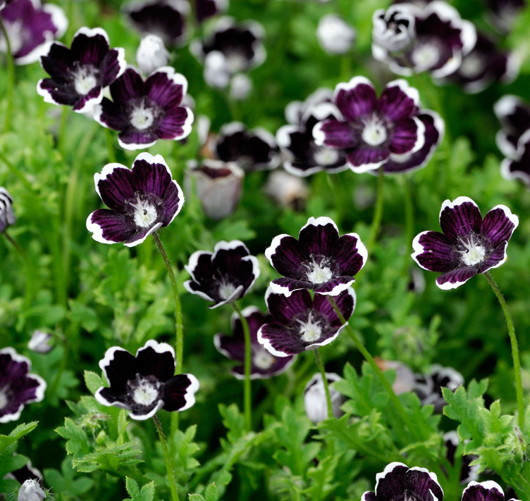 Nemophila Penny Black Flower Seeds