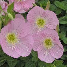 Oenothera Speciosa Flower Seeds