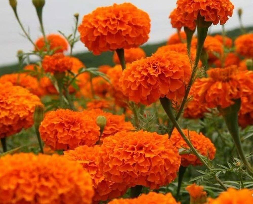 Orange Marigold Flower Seeds - Cultivation Type: Organic