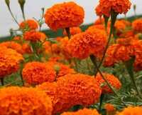 Orange Marigold Flower Seeds - Cultivation Type: Organic